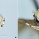 A closeup of the “yellowish-white scales” covering N. donaldtrumpi’s frons. Image: Vazrick Nazari